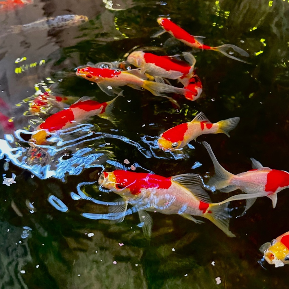 Meet your Posher, Isabel